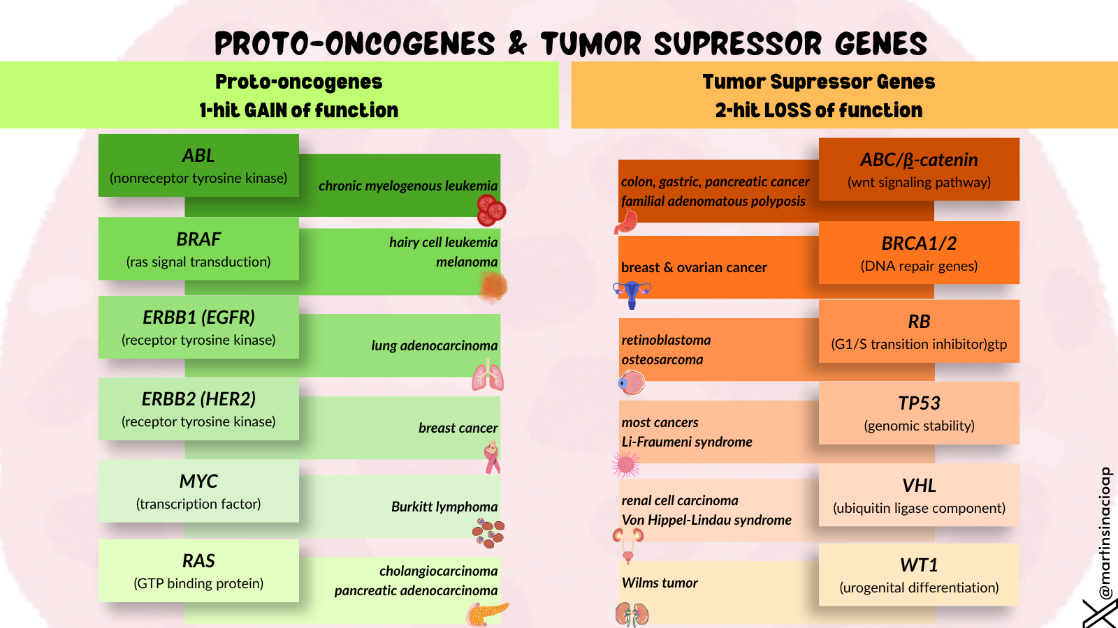 Proto-oncogenes vs Tumor Suppressor Genes